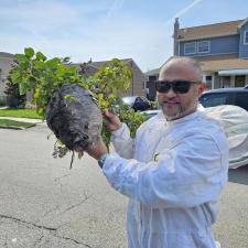 Wasp-and-Bee-Hive-Removal-in-Haledon-NJ 0